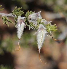 Aspalathus laricifolia