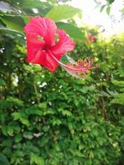 Hibiscus rosa-sinensis