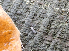 Tomocerinae