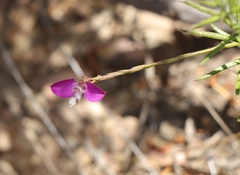 Polygala