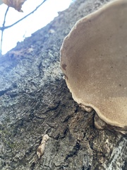 Ganoderma megaloma