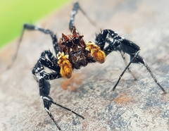 Portia schultzi