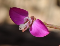 Polygala