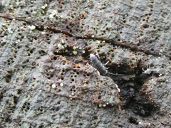 Tomocerinae