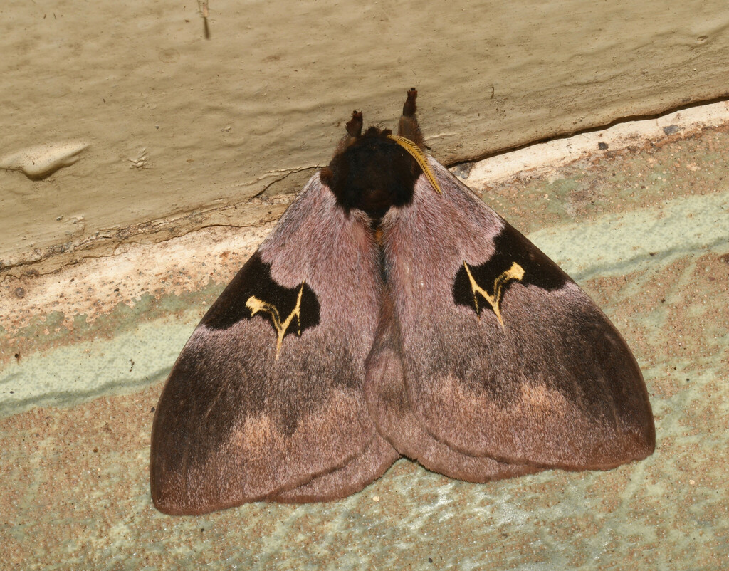Dirphia vanschaycki