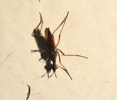 Neriidae