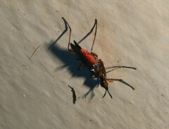 Neriidae
