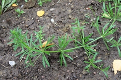 Galium spurium