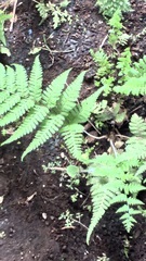 Macrothelypteris torresiana