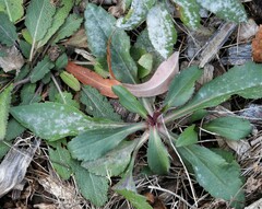 Golovinomyces cichoracearum