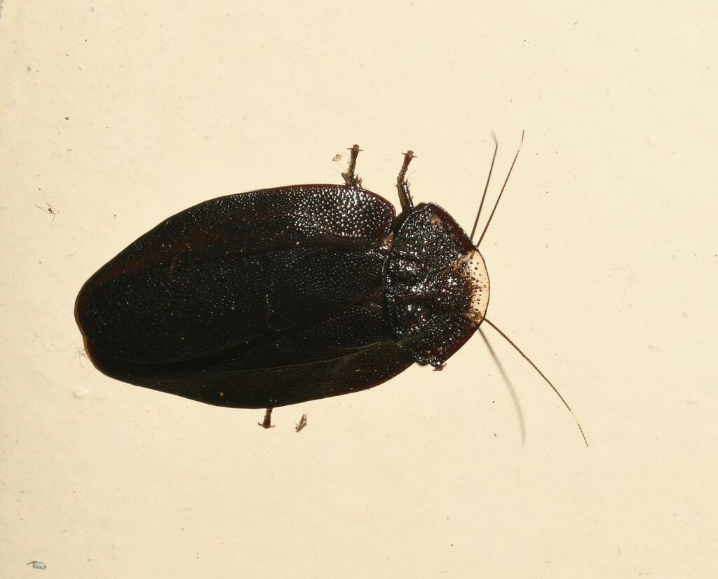 Lanxoblatta martinezi