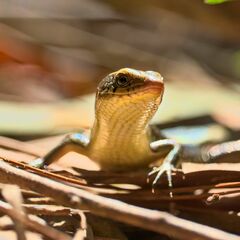 Eutropis multifasciata
