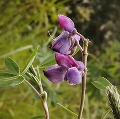Lupinus montanus