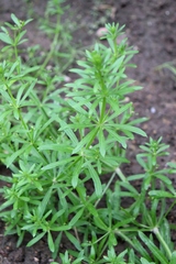 Galium spurium