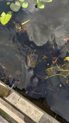 Pseudemys peninsularis