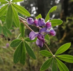 Lupinus montanus