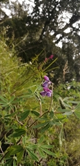 Lupinus montanus