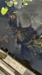 Pseudemys peninsularis