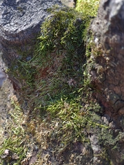 Entodon seductrix