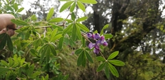 Lupinus montanus