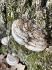 Ganoderma megaloma