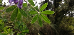 Lupinus montanus