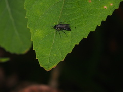 Mycetophilidae