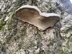 Ganoderma megaloma