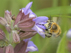 Anthophora quadrimaculata