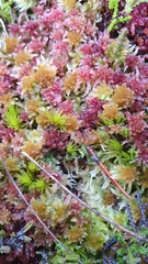 Sphagnum angustifolium