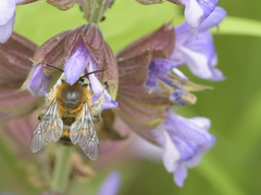 Anthophora quadrimaculata