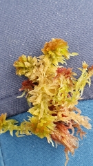Sphagnum angustifolium