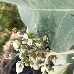 Solanum erianthum