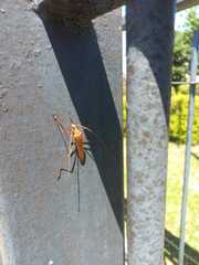 Proholopterus chilensis