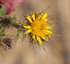 Berkheya cruciata
