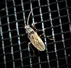 Pseudopachybrachius basalis