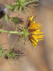 Berkheya cruciata