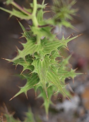 Berkheya cruciata