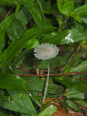 Coprinopsis friesii