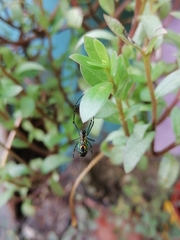 Leucauge argyrobapta