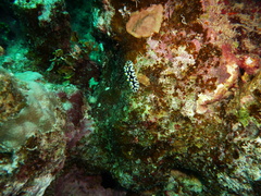 Phyllidia rueppelii