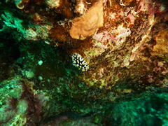 Phyllidia rueppelii