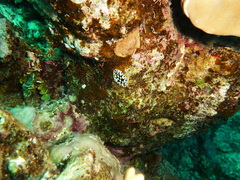 Phyllidia rueppelii