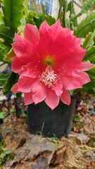 Disocactus ackermannii