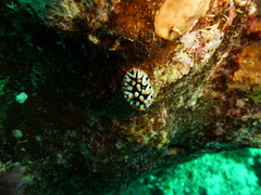 Phyllidia rueppelii