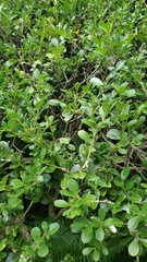 Buxus microphylla