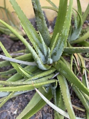 Aloe vera