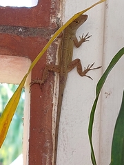 Anolis