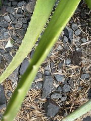 Aloe vera