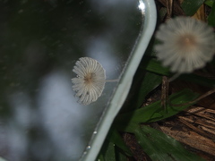 Coprinopsis friesii